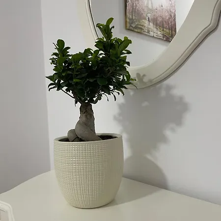 Kevin * Тирана